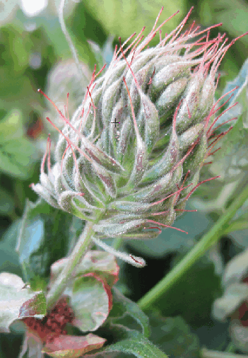 Abbildung 17: Rubus Stauche - stark veränderte Blüte