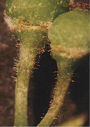 Oidium am Stielgerüst