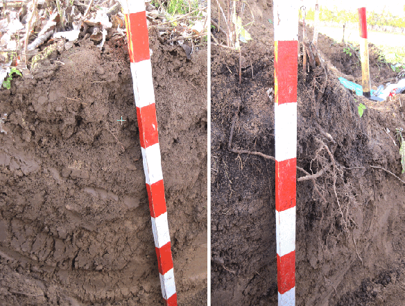 Abbildung 4: Die Aufnahme zeigt die Vermischung des Bodens mit Kompost auch in tieferen Bodenschichten. Regenwurmgänge deuten auf eine gute Durchmischung hin und lassen auf eine Verbesserung des Aggregatzustandes aufgrund der Lebendverbauung schließen. Daneben das Profil der Variante 3 "ohne Kompost".