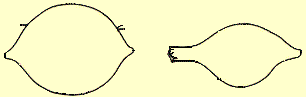 Eikokons von Lumbricus terrestris (links) und Eisenia foetida (rechts)