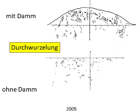 Abbildung 1: Vergleich der Durchwurzelung zwischen Damm und gewachsenem Boden, 2005. Im Damm ist eine vergleichsweise stärkere Durchwurzelung erkennbar.