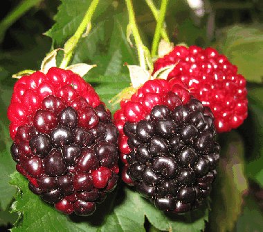 Abbildung 14: Gallmilbenschäden führen zu einer Rotfärbung der Frucht, zum Teil auch nur einzelner Beeren der Sammelsteinfrucht
