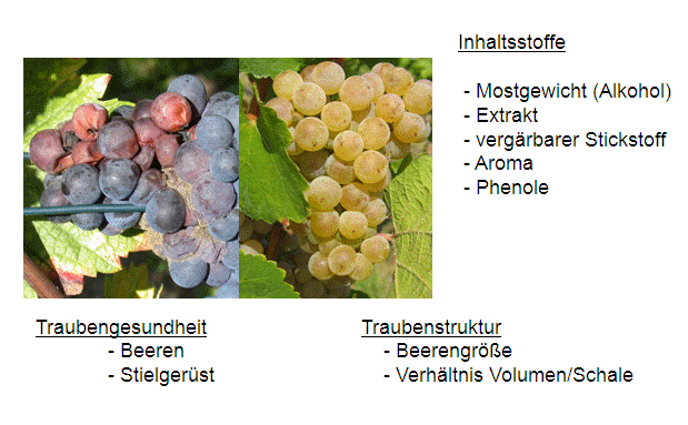 Innere und äußere Qualität: Neben den Inhaltsstoffen sind die Traubengesundheit und die Traubenstruktur sehr wichtig