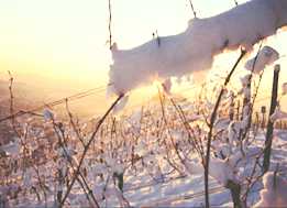 Eisige Temperaturen im Dezember 2001 haben teilweise zu erheblichen Frostschäden in den Weinbergen geführt 