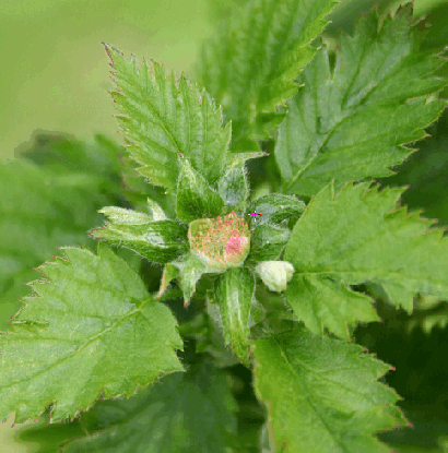 Abbildung 16: Rubus Stauche - Blütenvergrünung und verbreiterte Kelchblätter