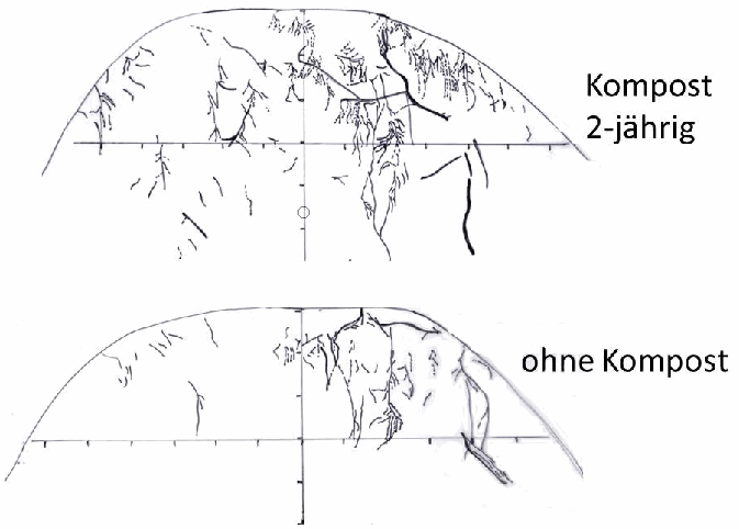 Abbildung 5: Die schematische Zeichnung verdeutlicht die Unterschiede zwischen der Wurzelbilder in den Varianten 2 und 3 (Vergleich mit / ohne Kompost)