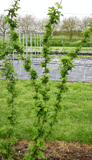 Abbildung 15: Rubus Stauche - gestauchter Habitus