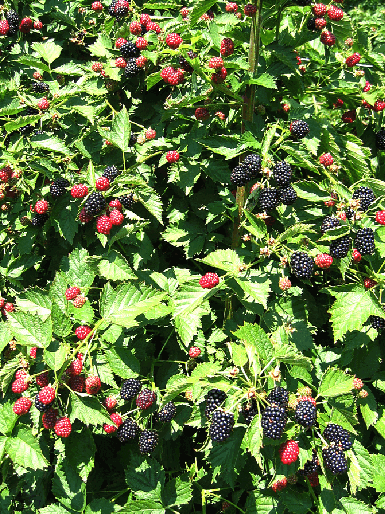 Abbildung 9: Loch Ness ist die Hauptsorte im Erwerbsanbau. Sie zeichnet sich durch hohe und regelmäßige Erträge aus, da sie wenig winterfrostanfällig ist. Zudem ist die Kulturführung der halb aufrecht wachsenden Ruten an der Hecke einfach