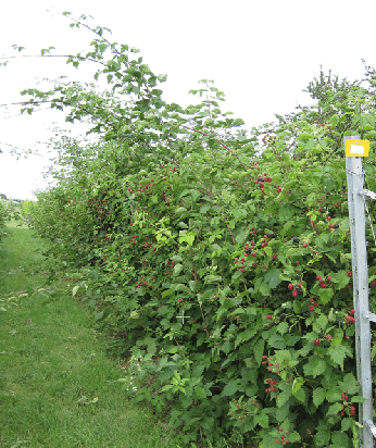 Abbildung 6: ohne / mit Zapfenschnitt: Erfolgt kein Rückschnitt auf Stummel, werden die Ruten sehr lang (hinten im Bild)