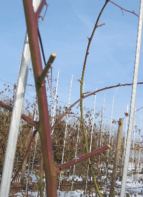 Abbildung 7: Rückschnitt - Im Sommer werden die Seitentriebe eingekürzt. Diese werden aber erst im zeitigen Frühjahr auf ca. 2 Augen reduziert. Aus diesen Zapfen entwickeln sich  die Fruchttriebe