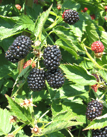 Abbildung 10: Loch Tay wurde wie auch Loch Ness in Schottland gezüchtet. Ertrag und Fruchtgröße sind zwar etwas geringer, aber sie reift früher