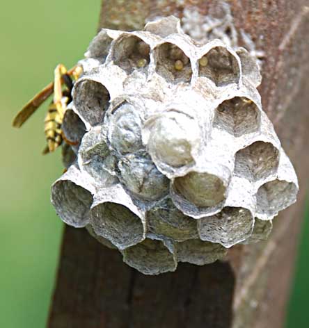 Ein Nest der:Gallischen Feldwespe mit ihrer Brut in Zellen
