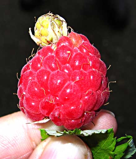 Aus einer Himbeerfrucht entwickelt sich eine weitere Frucht