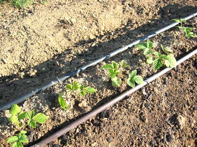 Grünpflanzen im Juni 2004 mit zwei Tropferschläuchen. Die Bewässerungsschläuche müssen im 1. Jahr direkt neben der Pflanze liegen.