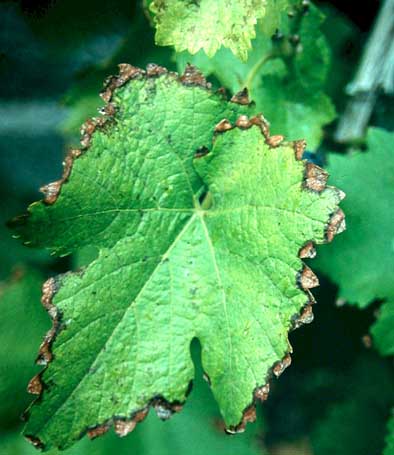 Wird Kalimangel an den Blättern sichtbar, leidet auch die Traubenqualität