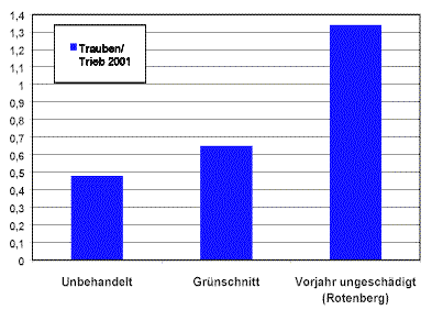 Behandlung nach Hagelschlag bei Trollinger (Fellbach, 5. Juni 2000, Blütebeginn)