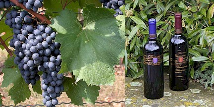 An der LVWO Weinsberg dienen die Weine aus den neuen Sorten vorwiegend als Cuvéepartner für die Spitzenprodukte Traum und Traumzeit