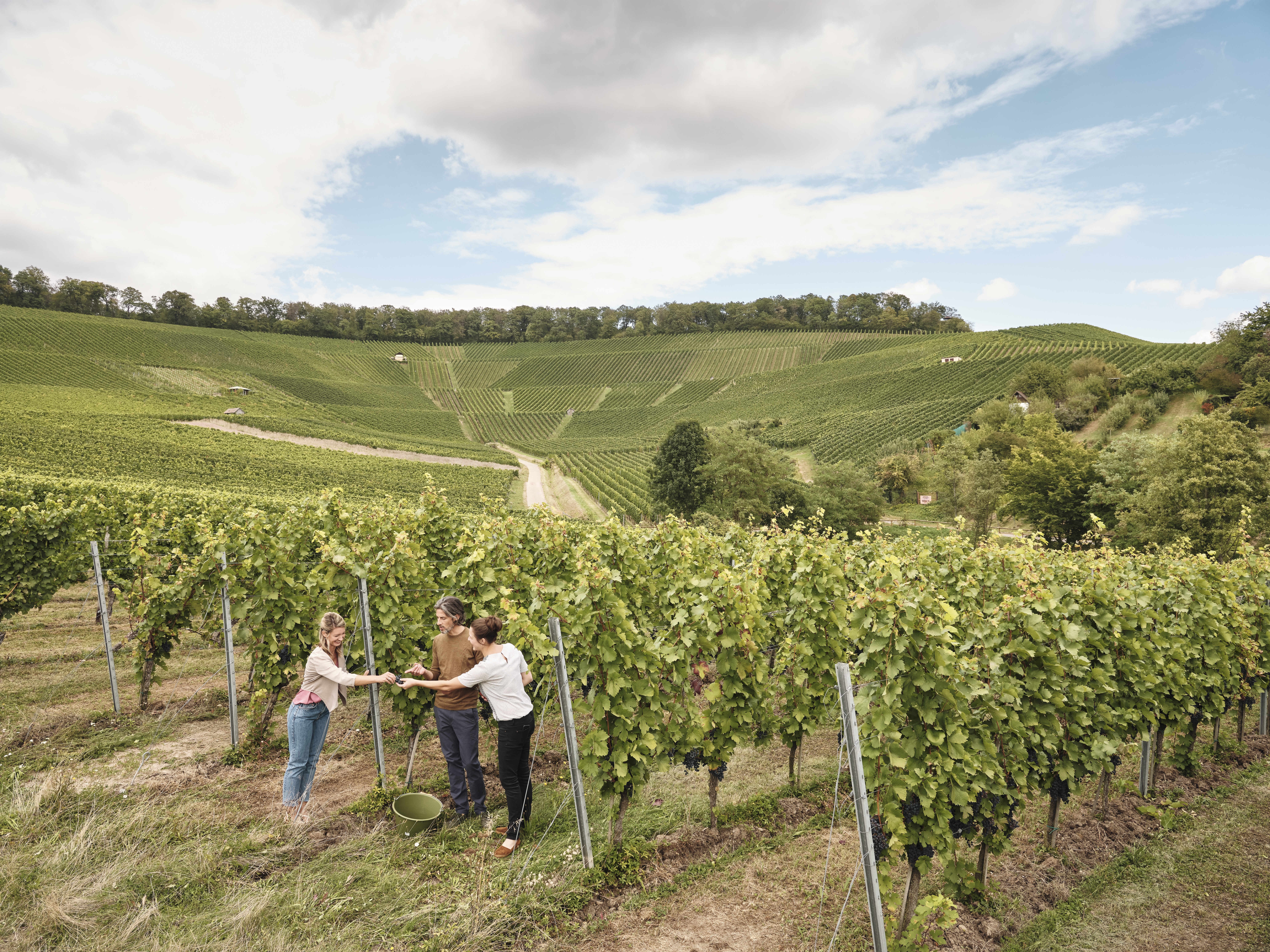 Weinberglandschaft mit drei Personen welche sich Trauben teilen