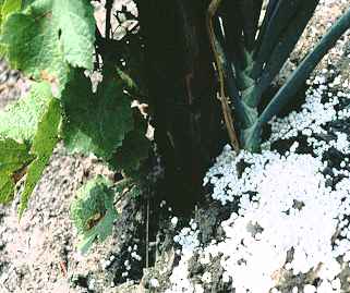 Bei ausreichend mit Phosphat versorgten Weinbergen sollte jede weitere Phosphatzufuhr mit Mineraldüngern vermieden werden