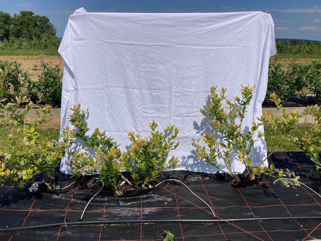 Duke Pflanzen, die 2022 in Champost gepflanzt wurden, sind weniger wüchsig und weisen Chlorosen auf.