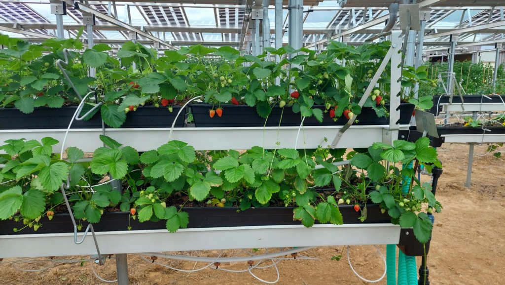 Mehrfach-Stellage für Erdbeere, um das Sonnenlicht besser zu nutzen hat die obere Reihe eine dichtere Pflanzung als die Untere.