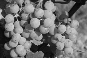 Traube Kerner am Rebstock