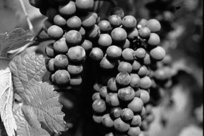 Traube Dornfelder am Rebstock