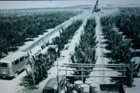 Pflanzenschutzmaßnahme mit dem Hubschrauber 1953