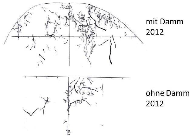 Abbildung 2: Vergleich der Durchwurzelung zwischen Damm und gewachsenem Boden im November 2012. Im Damm ist eine stärkere Wurzelbildung zu verzeichnen. Es werden Wurzeln bis in 40 bis 50 cm Tiefe gefunden. Abgebildet ist die Variante 2 (alle 2 Jahre Kompost), auch der gewachsene Boden wurde alle 2 bis 3 Jahre mit Kompost versorgt.