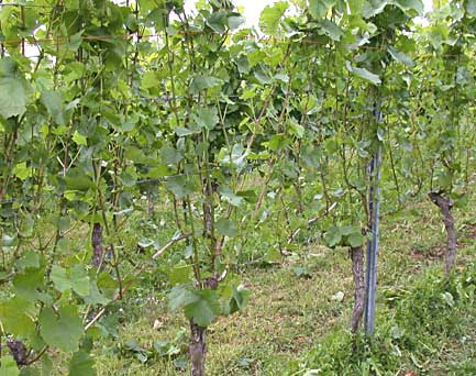 Hohe Entblätterungsintensität bei doppelter "Bandbreite" bei Lemberger