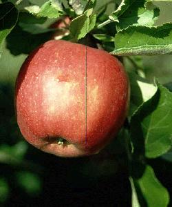 einapfel.jpg (15192 Byte)