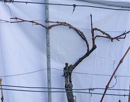 Trollinger nach Schnitt auf Strecker