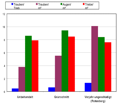 Behandlung nach Hagelschlag bei Trollinger
