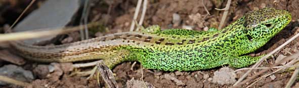 Zauneidechse - Lacerta agilis) Zauneidechse - Lacerta agilis)