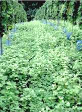 kräftig entwickelte Phacelia-Buchweizen-Einsaat