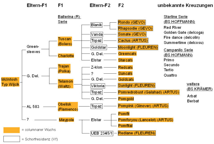 Züchtungsschema der columnaren Sorten