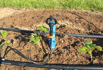 Mikrosprüher im Pflanzjahr. Wenn der Bestand etabliert ist, ergibt sich ein anderes 'Sprühbild' 