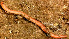 Regenwurm