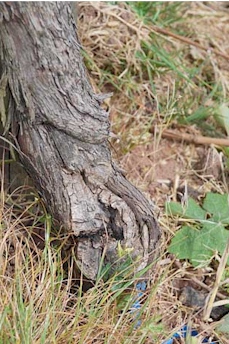Rebstamm - beschädigt durch Bodenpflegegerät