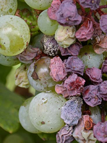 Botrytis an sonnenbrandgeschädigten Trauben im September trocknete später ein Botrytis an sonnenbrandgeschädigten Trauben im September trocknete später ein
