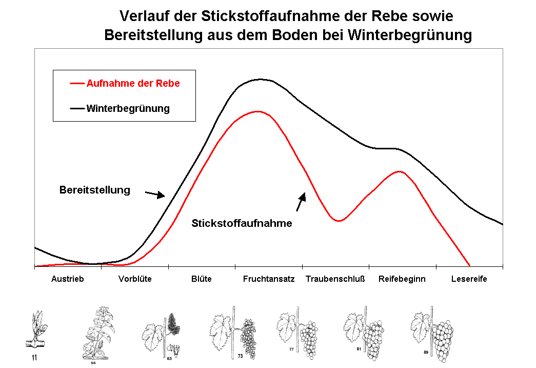 N-Aufnahme und -bereitstellung bei Winterbegrünung