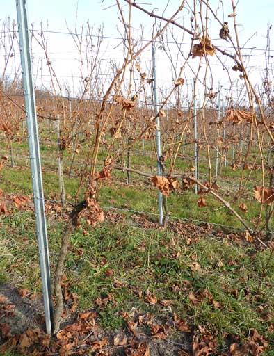 Eine hohe Zahl an Kopftrieben wurde auf 4 Triebe ausgebrochen