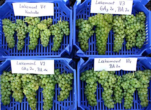 Auswirkungen von GIBB3 und Sitofex auf die Beeren- und Gescheinsgröße