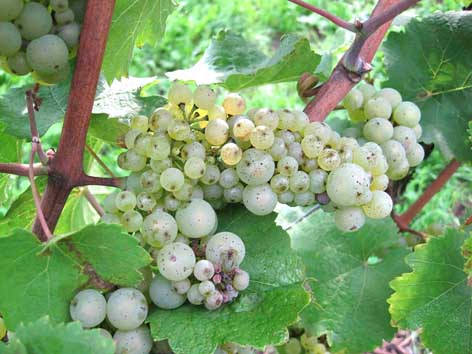 Bild 4: Mit Regalis behandelte Traube von W. Riesling im Jahr 2010 Bild 4: Mit Regalis behandelte Traube von W. Riesling im Jahr 2010