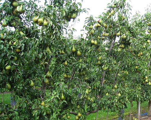 Die U-Form ist ein geeignetes Erziehungssystem Die U-Form ist ein geeignetes Erziehungssystem