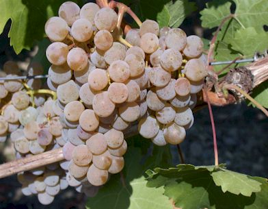 physiologische reife Kernertraube