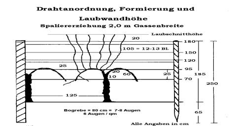 Drahtanordnung, Formierung und Laubwandhöhe