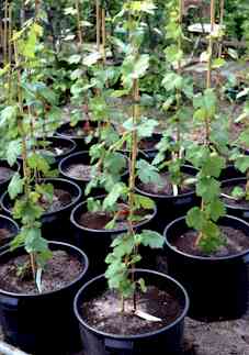 Topfreben in mit Mykorrhizagranulat beimpfter Erde