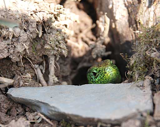 Vorsichtig schaut ein Zauneidechsenmännchen aus seiner "Drachenhöhle", einem Mausloch heraus Vorsichtig schaut ein Zauneidechsenmännchen aus seiner "Drachenhöhle", einem Mausloch heraus