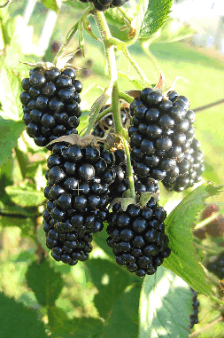 Abbildung 11 Obsidian: Früchte von Obsidian reifen noch etwas früher als Loch Tay. Sie sind sehr lang konisch mit kleinen Einzelbeeren – durch Optik und Geschmack eine Spezialität